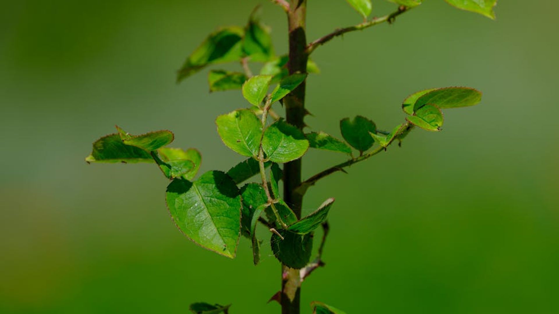 Stylized emerald green grass leaves background for a yoga website.